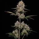 Hella Jelly Automatic (Humboldt Seed Company) feminized