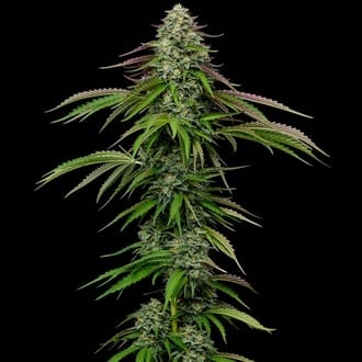 Garlic Budder Automatic (Humboldt Seed Company) feminized