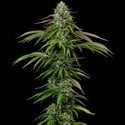 Garlic Budder Automatic (Humboldt Seed Company) feminized