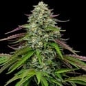 Garlic Budder Automatic (Humboldt Seed Company) feminized