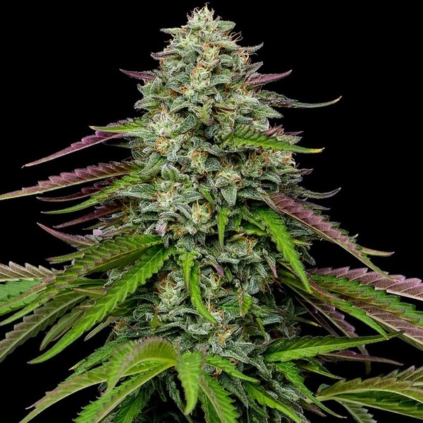 Garlic Budder Automatic (Humboldt Seed Company) feminized