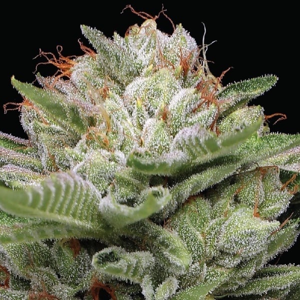 Durban Poison Auto (Humboldt Seed Company) Feminized