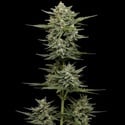 Vanilla Latte Automatic (Humboldt Seed Company) Feminized