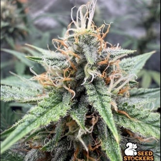 Drizl Pickl Automatic (Seedstockers) Feminized