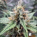 Drizl Pickl Automatic (Seedstockers) Feminized