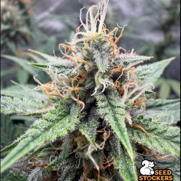 Drizl Pickl Automatic (Seedstockers) Feminized