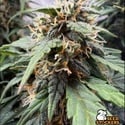 F.U.H (F*cked Up Hippy) Automatic (Seedstockers) Feminized