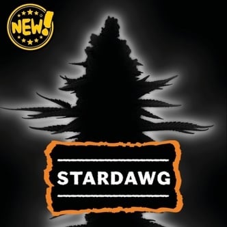 Stardawg Automatic (Seedstockers) Feminized