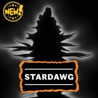 Stardawg Automatic (Seedstockers) Feminized