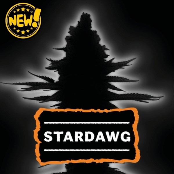 Stardawg Automatic (Seedstockers) Feminized