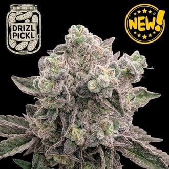 Drizl Pickl (Seedstockers) Feminized