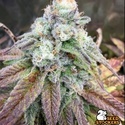 Fishy Zoap (Seedstockers) Feminized