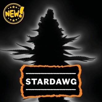 Stardawg (Seedstockers) Feminized