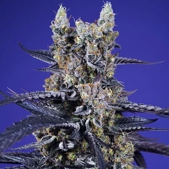 Super Boof XL Auto (Sweet Seeds) Feminized