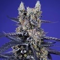 Super Boof XL Auto (Sweet Seeds) Feminized