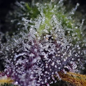 Super Boof XL Auto (Sweet Seeds) Feminized