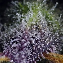 Super Boof XL Auto (Sweet Seeds) Feminized