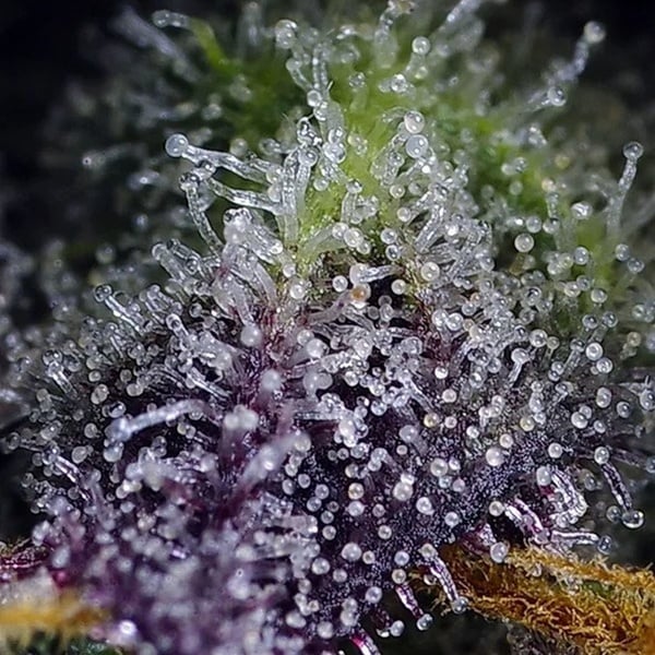 Super Boof XL Auto (Sweet Seeds) Feminized