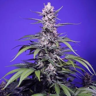 Permanent Marker XL Auto (Sweet Seeds) Feminized