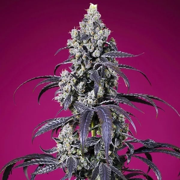 Tropicanna Cherry XL Auto (Sweet Seeds) Feminized