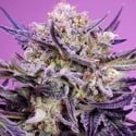 Pink Guava F1 Fast Version (Sweet Seeds) Feminized