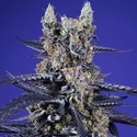Delicious & Resinous Mix Auto (Sweet Seeds) Feminized