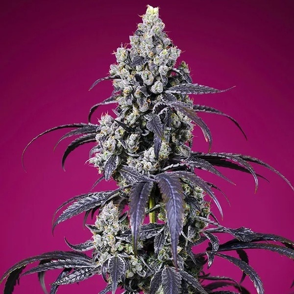 American Pie Mix (Sweet Seeds) Feminized