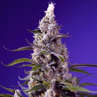 American Pie Mix (Sweet Seeds) Feminized