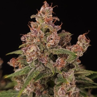Banana Purple Auto (Paradise Seeds) feminized