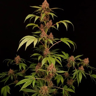 Banana Purple Auto (Paradise Seeds) Feminized