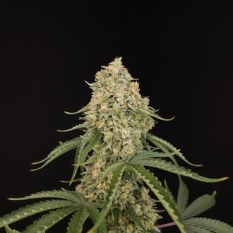 Tropical Fruit Cake (Paradise Seeds) Feminized