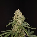 Tropical Fruit Cake (Paradise Seeds) Feminized