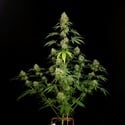 Tropical Fruit Cake (Paradise Seeds) Feminized