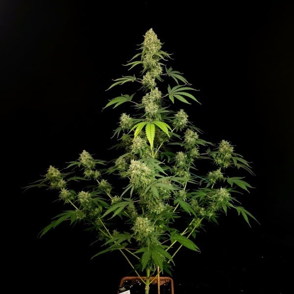 Tropical Fruit Cake (Paradise Seeds) Feminized