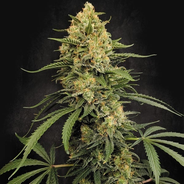 Zesty Bliss (Paradise Seeds) Feminized