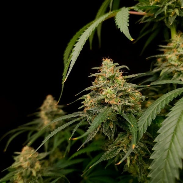 Zesty Bliss (Paradise Seeds) Feminized
