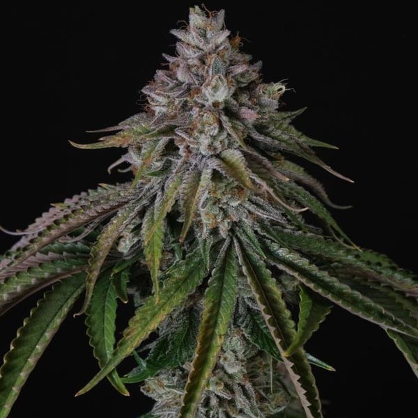 Velvet Mist (Paradise Seeds) Feminized