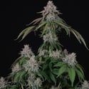 Velvet Mist (Paradise Seeds) Feminized