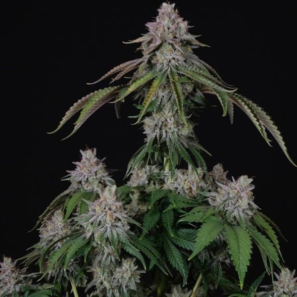 Velvet Mist (Paradise Seeds) Feminized