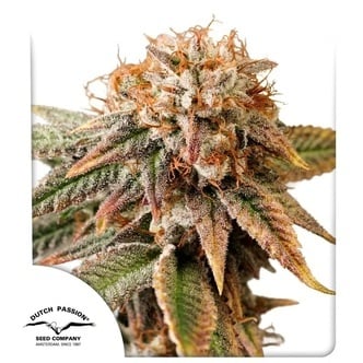Auto Kingston Punch (Dutch Passion) feminized