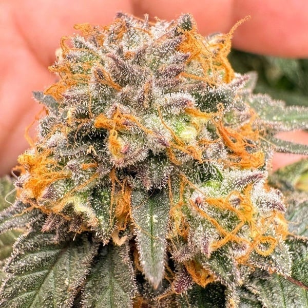 Auto Kingston Punch (Dutch Passion) Feminized