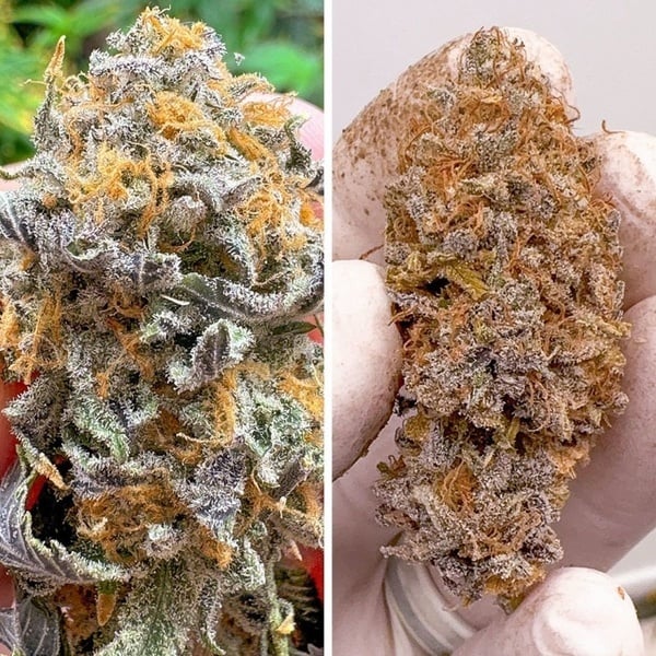 Auto Kingston Punch (Dutch Passion) Feminized