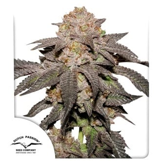 Kingston Punch (Dutch Passion) Feminized