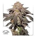 Kingston Punch (Dutch Passion) Feminized