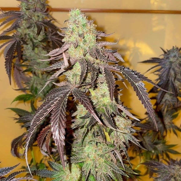 Kingston Punch (Dutch Passion) Feminized