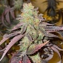 Kingston Punch (Dutch Passion) Feminized
