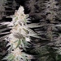 Kingston Punch (Dutch Passion) Feminized