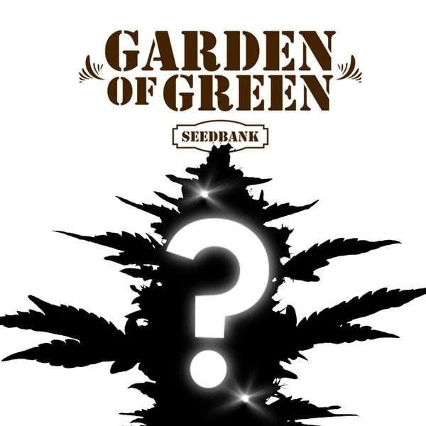 CBD Mystery Zaad 1 (Garden of Green)