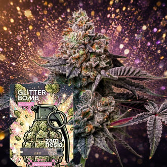 Glitter Bomb Automatic (Zamnesia Seeds) Feminized