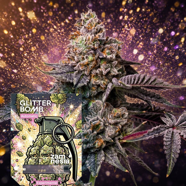 Glitter Bomb Automatic (Zamnesia Seeds) Feminized